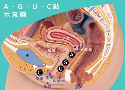 妹子的“G、A、C、U”点都在哪里?有什么作用?-颜夕资源网-第23张图片 妹子的“G、A、C、U”点都在哪里?有什么作用?-颜夕资源网-第23张图片