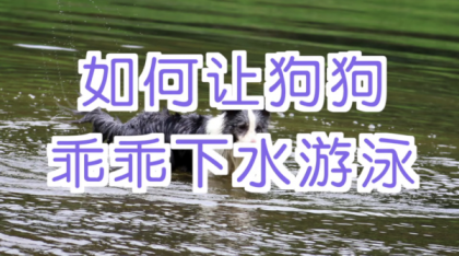 宠物训练-训狗教程Dog Training-颜夕资源网-第25张图片 宠物训练-训狗教程Dog Training-颜夕资源网-第25张图片