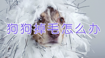 宠物训练-训狗教程Dog Training-颜夕资源网-第24张图片 宠物训练-训狗教程Dog Training-颜夕资源网-第24张图片